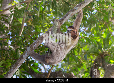 Three-toed brown-throated sloth (Bradypus variegatus) in the rainforest canopy.