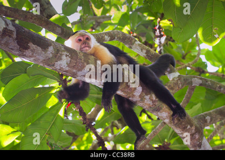 white-headed capuchin (Cebus capucinus) taking rest in a tree Stock Photo