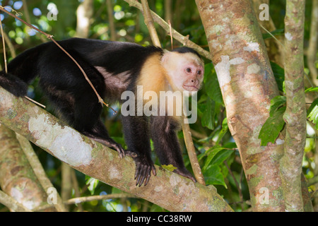 white-headed capuchin (Cebus capucinus) in a tree, Costa Rica Stock Photo