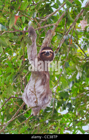 Three-toed brown-throated sloth (Bradypus variegatus) in the rainforest canopy. Stock Photo