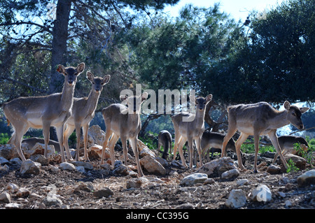 Persian Fallow Deer in the Hi-Bar Nature reserve, Carmel, Israel, Photo by Shay Levy Stock Photo