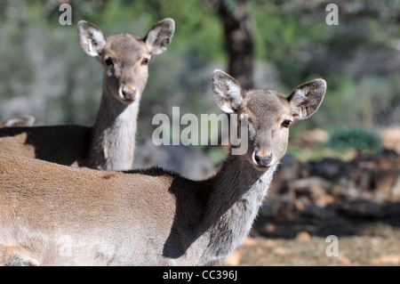 Persian Fallow Deer in the Hi-Bar Nature reserve, Carmel, Israel, Photo by Shay Levy Stock Photo