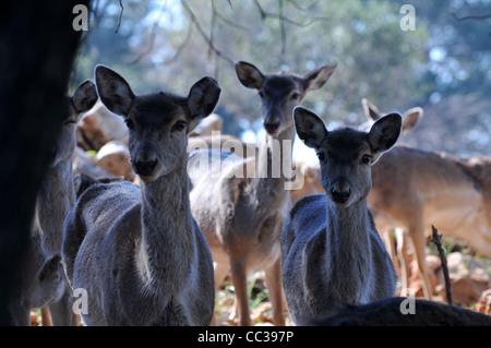 Persian Fallow Deer in the Hi-Bar Nature reserve, Carmel, Israel, Photo by Shay Levy Stock Photo