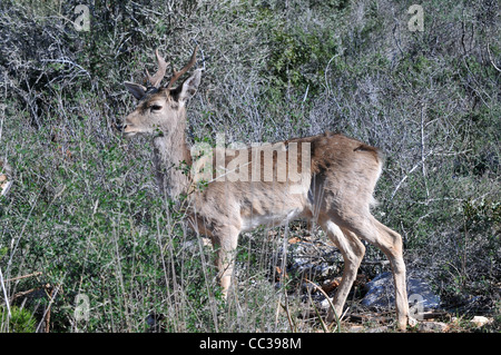 Persian Fallow Deer in the Hi-Bar Nature reserve, Carmel, Israel, Photo by Shay Levy Stock Photo