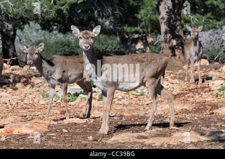 Persian Fallow Deer in the Hi-Bar Nature reserve, Carmel, Israel, Photo by Shay Levy Stock Photo