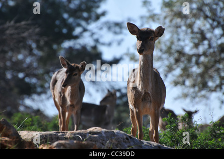 Persian Fallow Deer in the Hi-Bar Nature reserve, Carmel, Israel, Photo by Shay Levy Stock Photo