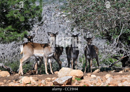 Persian Fallow Deer in the Hi-Bar Nature reserve, Carmel, Israel, Photo by Shay Levy Stock Photo