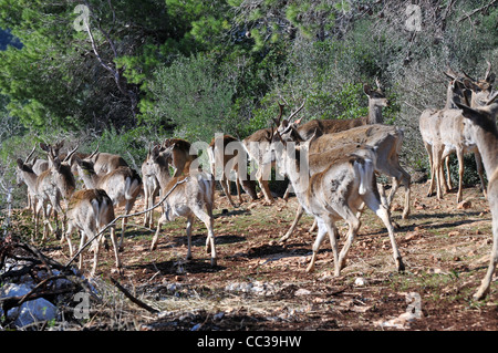 Persian Fallow Deer in the Hi-Bar Nature reserve, Carmel, Israel, Photo by Shay Levy Stock Photo