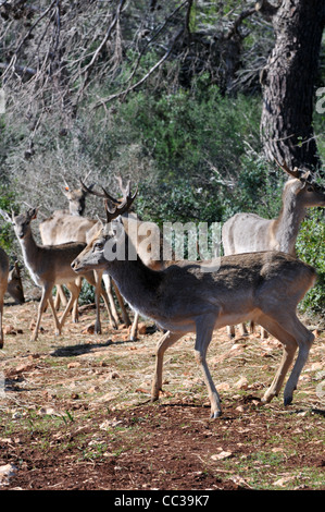 Persian Fallow Deer in the Hi-Bar Nature reserve, Carmel, Israel, Photo by Shay Levy Stock Photo