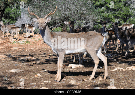 Persian Fallow Deer in the Hi-Bar Nature reserve, Carmel, Israel, Photo by Shay Levy Stock Photo