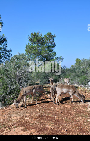 Persian Fallow Deer in the Hi-Bar Nature reserve, Carmel, Israel, Photo by Shay Levy Stock Photo