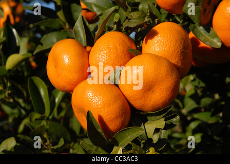 ripe mandarin oranges growing on a tree, Pedreguer, Alicante Province, Comunidad Valencia, Spain Stock Photo