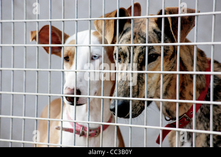 Two homeless dogs in a kennel waiting to be adopted Stock Photo