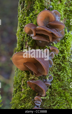 Auricularia auricula-judae [wood ear] [cloud ear] mushroom [Judas' ear] [jew's ear] fungus Stock Photo