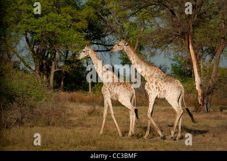 Africa Botswana Tuba Tree-Two South African Giraffes walking (Giraffa camelopardalis) Stock Photo