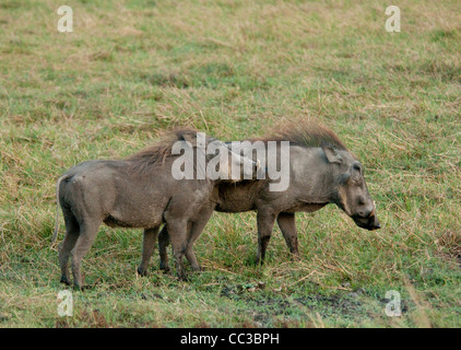 Africa Botswana Tuba Tree-Warthog touching other (Phacochoerus africanus) Stock Photo