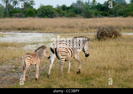 Africa Botswana Tuba Tree-Burchell's Zebra and foal in plains (Equus burchellii) Stock Photo
