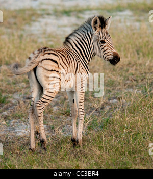 Africa BotswanaTuba Tree-Burchell's Zebra foal in plains (Equus burchellii) Stock Photo