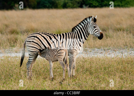 Africa Botswana Tuba Tree-Burchell's Zebra foal nursing (Equus burchellii) Stock Photo