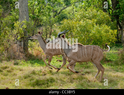 Africa Botswana Tuba Tree-Male and female Greater Kudus running (Tragelaphus strepsiceros) Stock Photo