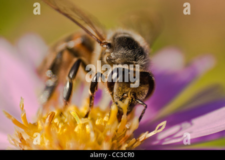 close up of a honey bee on a flower (Apis mellifera) Stock Photo