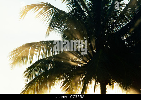 Smoke and palm trees silhouette in the indian countryside in the early morning sunlight. Andhra Pradesh, India Stock Photo