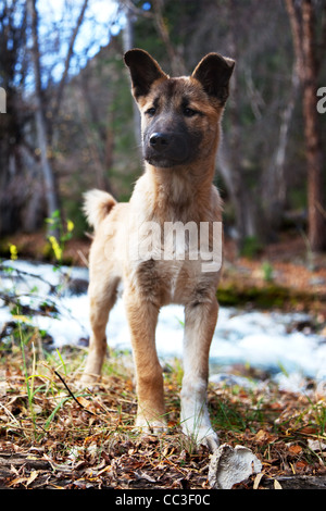 Yong dog in autumn forest Stock Photo