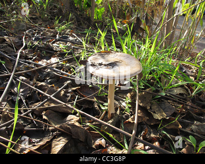 one mushroom growing in field by side of road in countryside Stock Photo