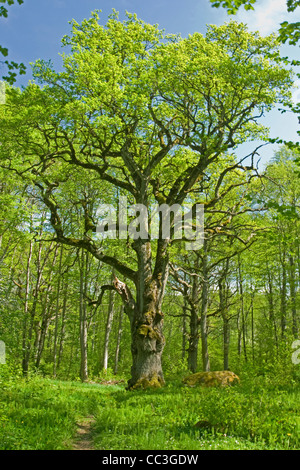 Old oak tree in swedish forest Stock Photo