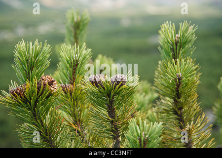 Close up of dwarf mountain pine (Pinus mugo) branches with cones. Stock Photo