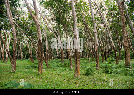 Rubber Plantation In Sri Lanka Stock Photo - Alamy