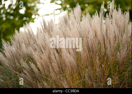 Miscanthus sinensis ‘Rotsilber’ or Miscanthus sinensis ‘Red Silver’, in autumn Stock Photo