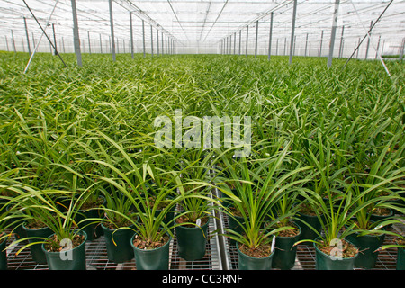 plant leaves in greenhouse Stock Photo