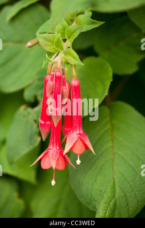 Fuchsia triphylla hybrid in flower Stock Photo
