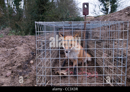 Fox caught in a trap on a farm Northamptonshire England. 2012 2010s ...