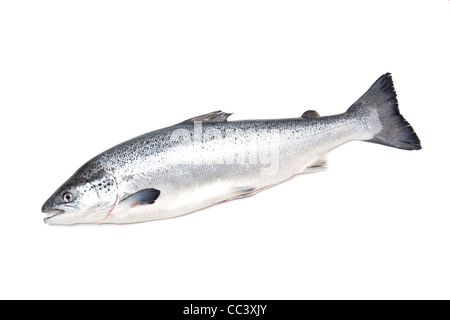 Atlantic salmon (Salmo salar).