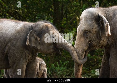Two female asian elephants having fun by trying to steal some food from each other - baby elephant in background
