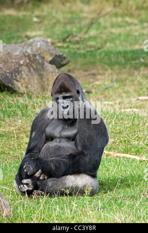 Gorilla silverback sitting on grass relaxing and looking around Stock Photo