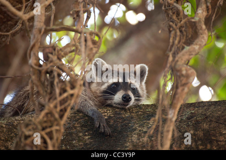 North American raccoon (Procyon lotor) in a tree, Hugh Taylor Birch State Park in Fort Lauderdale, Brower County, Florida, USA