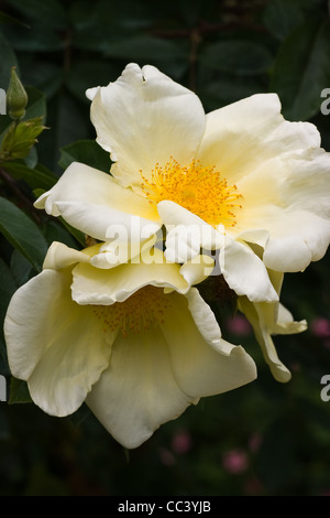 Soft creamy-white coloured single roses in the garden in summer Stock Photo