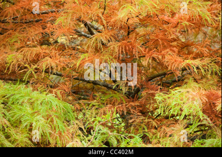 Taxodium distichum, Swamp Cypress, in autumn Stock Photo