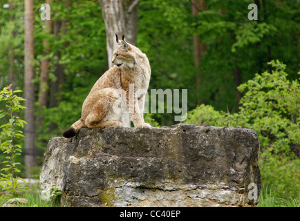 sideways shot of a Eurasian Lynx sitting on rock formation in front of forest back Stock Photo