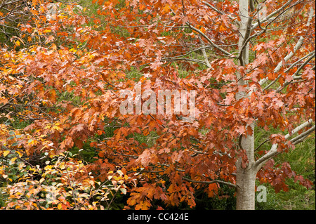 Quercus rubra, Red Oak, in autumn Stock Photo