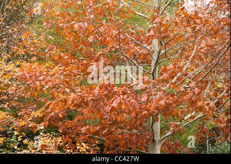 Quercus rubra, Red Oak, in autumn Stock Photo
