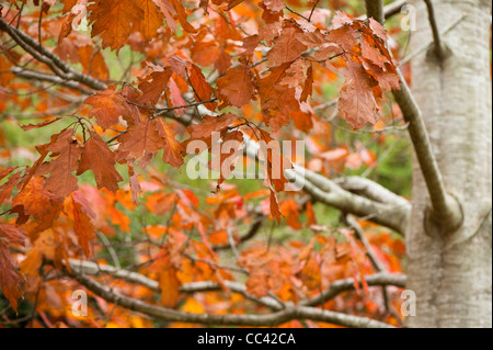 Quercus rubra, Red Oak, in autumn Stock Photo