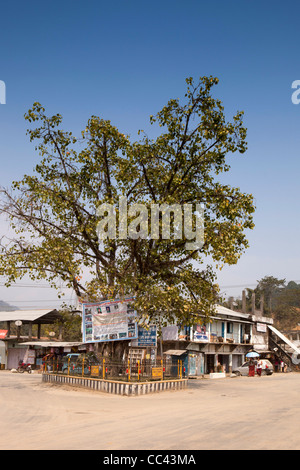 India, Arunachal Pradesh, Doimukh, Peepal Sacred Fig tree, Ficus religiosa in middle of the village Stock Photo