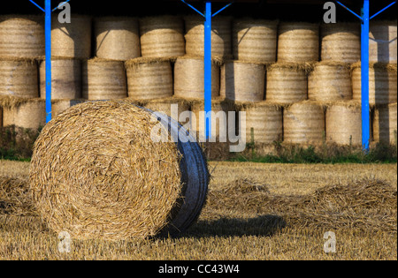 Bales of cropped and harvested wheat, prepared for winter storage, Ayrshire, Scotland, UK, Great Britain Stock Photo