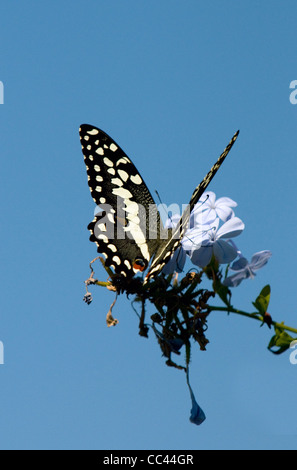 a citrus swallowtail butterfly, papilio demodocus, on a flower, south africa Stock Photo