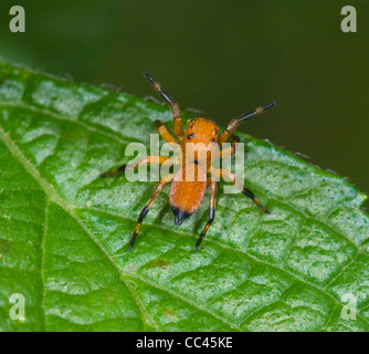 Red Jumping Spider, Threat Posture, Costa Rica Stock Photo
