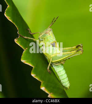 Grasshopper, Costa Rica Stock Photo